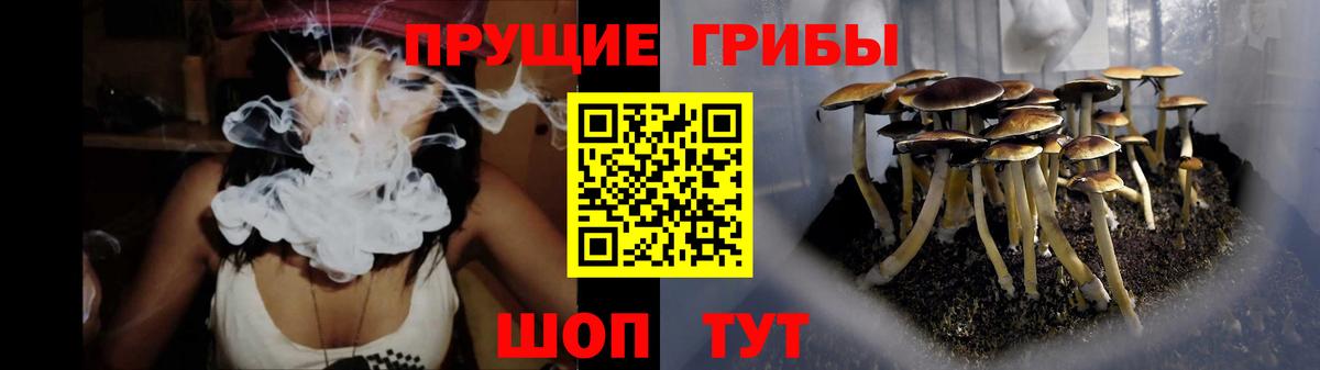 Псилоцибиновые грибы Psilocybe Нижний Новгород